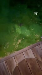 Craig David’s attempt to save flying fish goes horribly awry