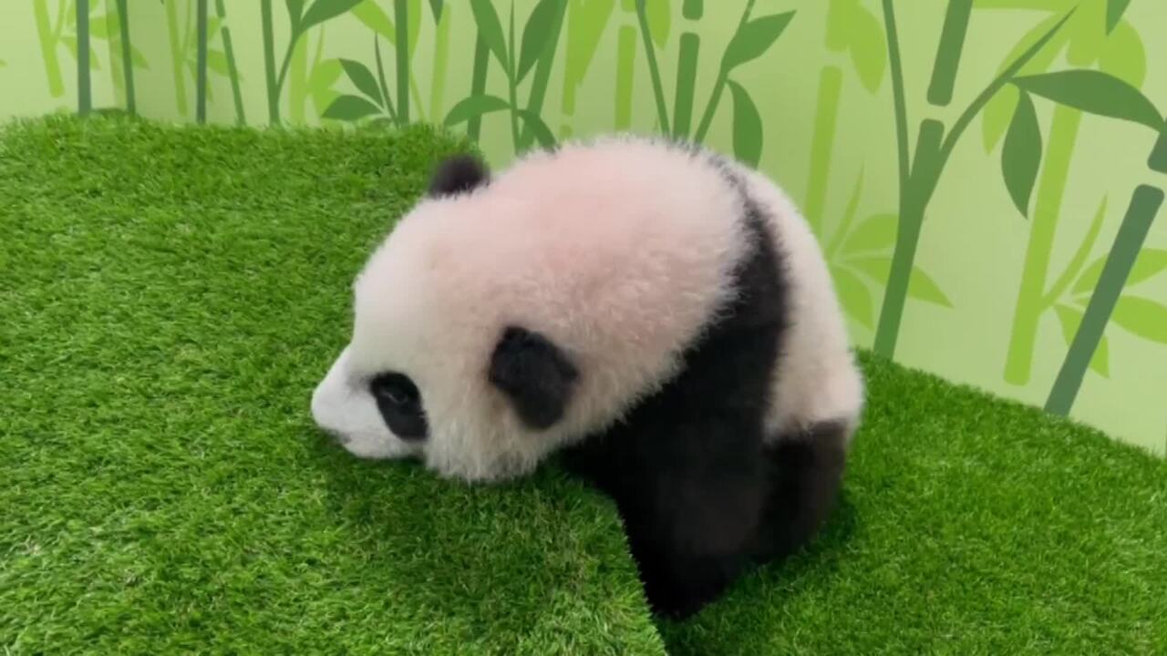 சிங்கப்பூரின் செல்லப் பாண்டாக் குட்டியை இனி River Wondersஇல் நேரடியாகக் காணலாம்!