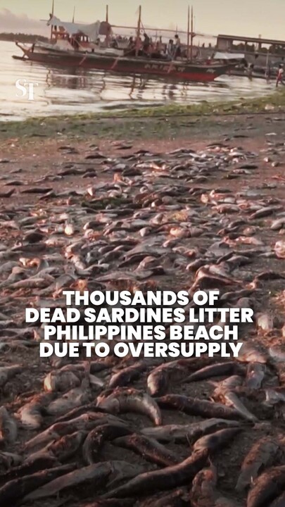 Thousands of dead sardines left on beach in Sorsogon, Philippines