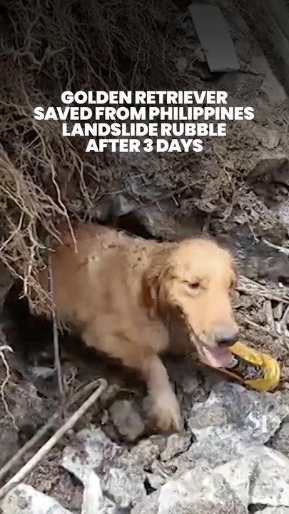 Golden retriever pulled from Philippines landslide rubble after 3 days