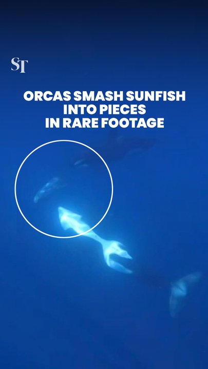 Orcas smash sunfish into pieces in rare footage