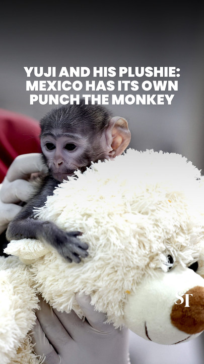 Punch 2.0? Yuji, a baby patas monkey in Mexico, finds comfort in a plushie dog