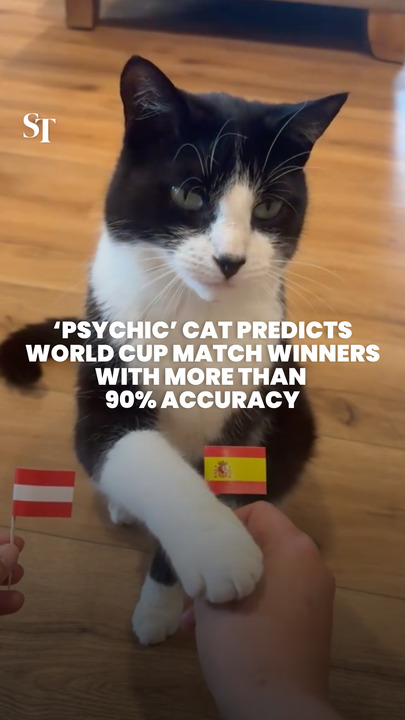 Cat accurately predicts over 90% of World Cup match results