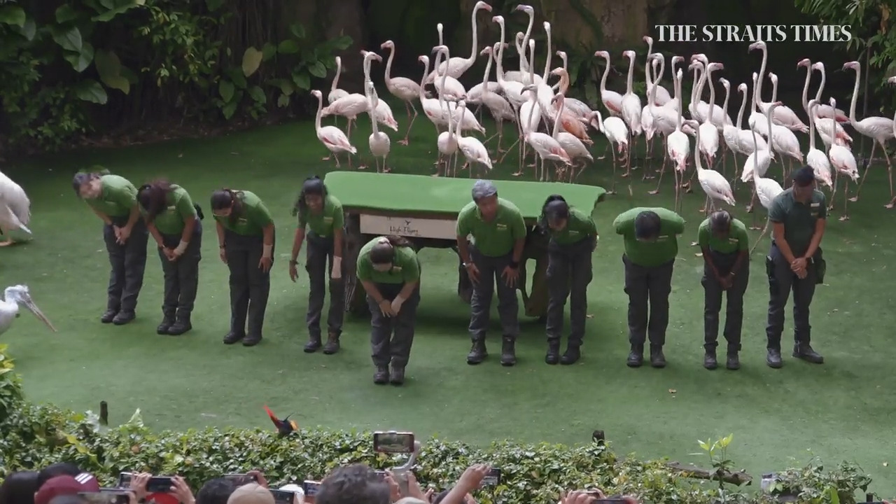 Final curtain falls for Jurong Bird Park video. STAYHOME.COM.SG #