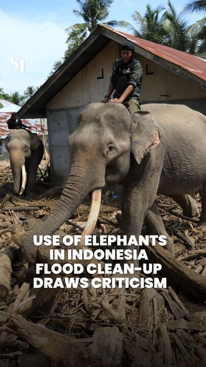 Use of elephants in Indonesia flood clean-up draws criticism