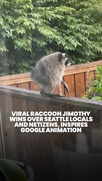 Viral raccoon Jimothy goes from Seattle’s hometown hero to winning the Internet