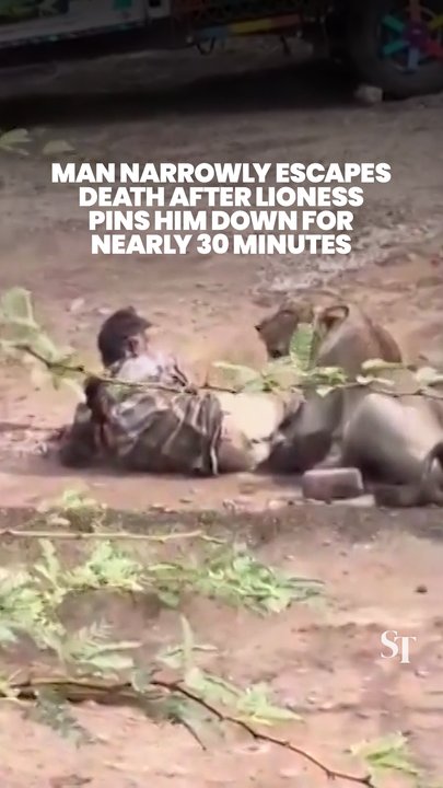 Lioness pins down cattle herder in India for nearly 30 minutes