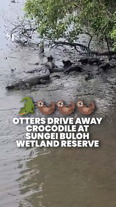 Otters gang up and chase off crocodile at Sungei Buloh Wetland Reserve