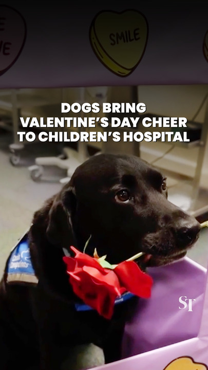 Dogs bring Valentine’s Day cheer to children’s hospital