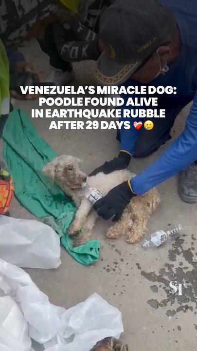 Venezuela’s miracle dog: Poodle rescued from earthquake rubble after 29 days