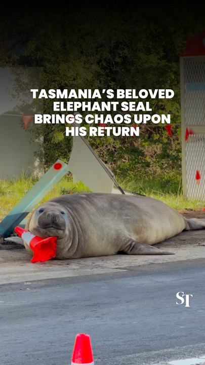 Neil the Tasmania seal brings chaos upon return