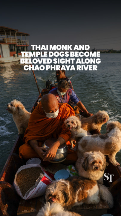 Buddhist monk and temple dogs lift hearts along Thailand’s Chao Phraya River