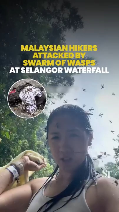 Malaysian hikers attacked by a swarm of wasps at Selangor waterfall