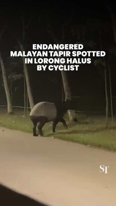 Rare Malayan tapir spotted by cyclist in Lorong Halus