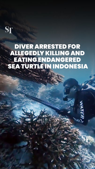 Diver arrested for allegedly killing and eating endangered sea turtle in Indonesia