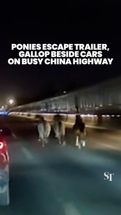 Runaway ponies escape trailer, gallop on highway in Shenyang, China