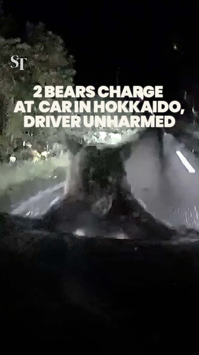 Dashcam video captures two bears repeatedly charging at car in Hokkaido