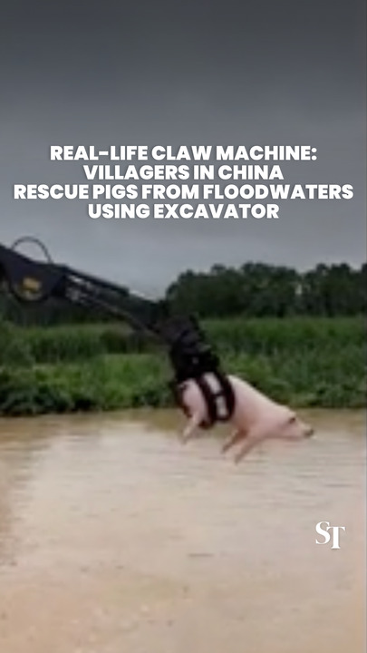 Villagers in China rescue pigs from flood with excavator