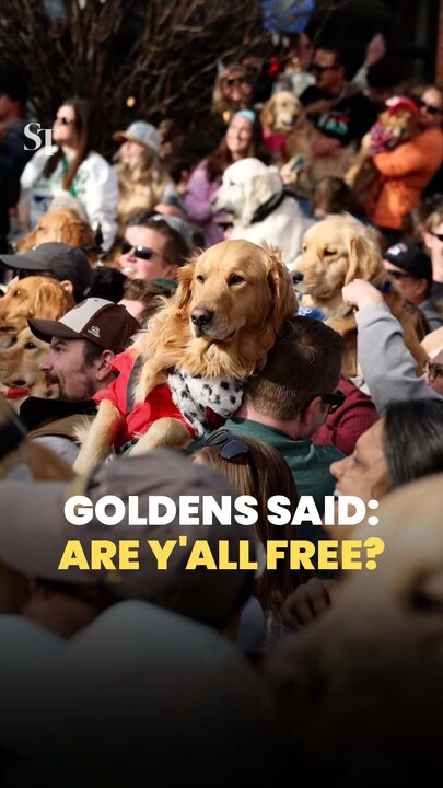 5,500 good bois attend largest unofficial gathering of golden retrievers in Colorado