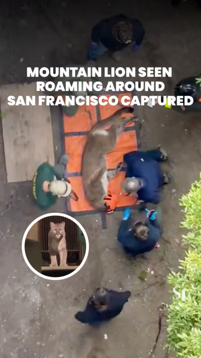 Mountain lion seen roaming around San Francisco captured