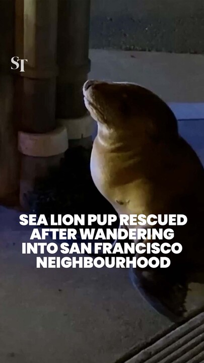 Wrong turn, little guy! A sea lion pup was rescued after wandering into a San Francisco neighborhood.