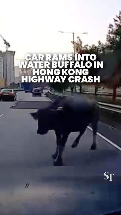 Car collides with water buffalo on Hong Kong highway