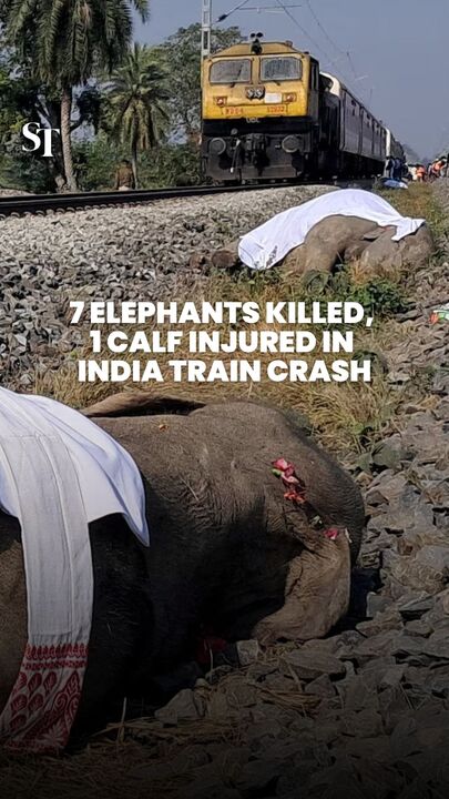 7 elephants killed, 1 calf injured in India train crash