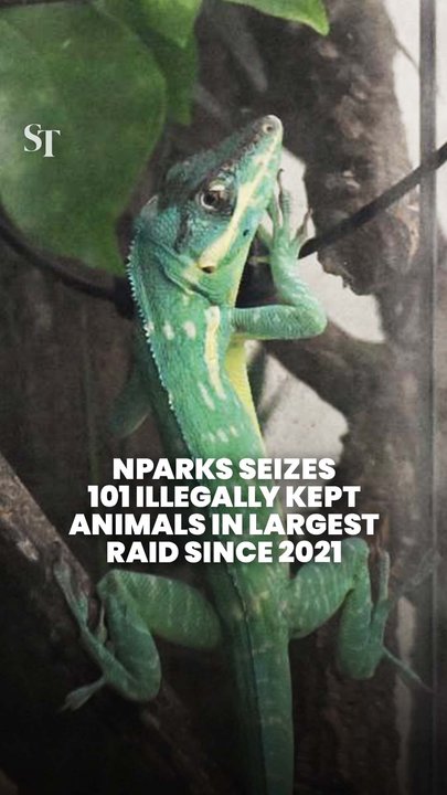 101 illegally kept animals seized during NParks raids across Singapore