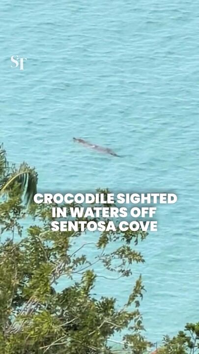 Water activities at 3 beaches suspended after crocodile sighting off Sentosa Cove