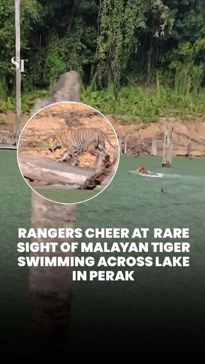 Cheers erupt as critically endangered Malayan tiger spotted swimming across Perak lake