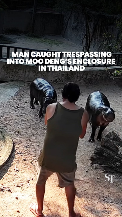 Man caught trespassing into Moo Deng’s enclosure in Thailand