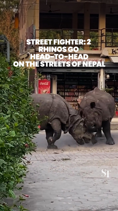 A pair of one-horned rhinoceros fight fiercely on the streets of Nepal