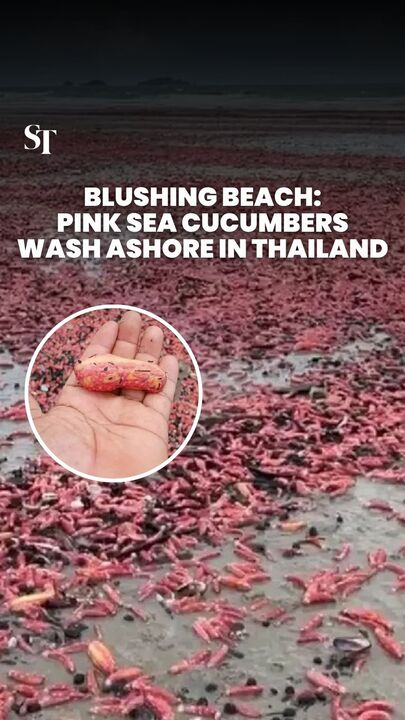 Blushing Beach: Pink sea cucumbers wash ashore in Thailand