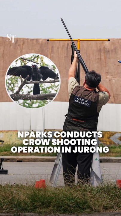 16 crows culled in Jurong in NParks shooting operation