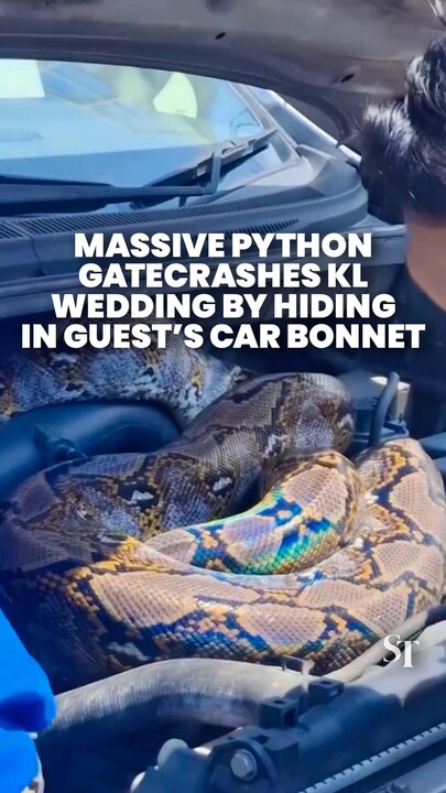 Giant python found in wedding guest’s car in Malaysia