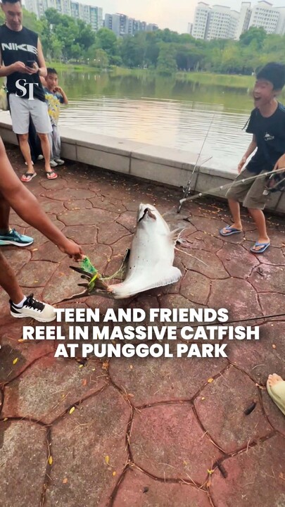 Teenage boy and his friends catch and release huge catfish at Punggol Park