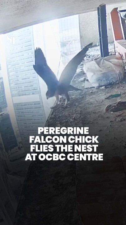 Caught on camera: Singapore peregrine falcon chick lifts off