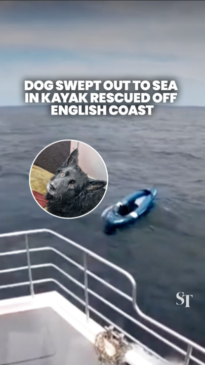 Stranded dog swept out to sea on kayak rescued off English coast