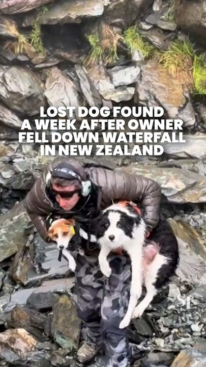 Border collie found 1 week after owner fell down New Zealand waterfall