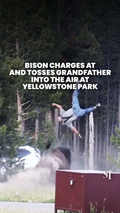 Tourist seriously injured after being thrown into the air by angry bull bison at Yellowstone Park