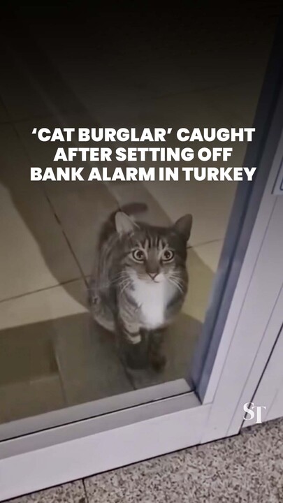 Turkey ‘cat burglar’ caught after triggering bank alarm