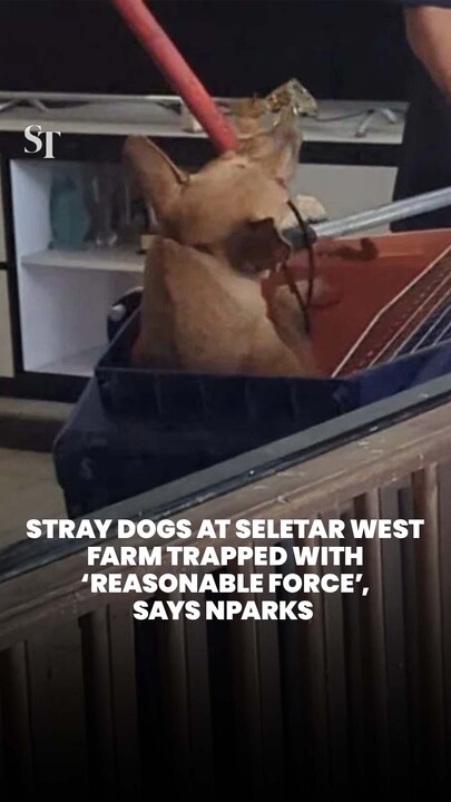 ‘Reasonable force’ used to catch dogs at Seletar West farm after 4 biting incidents: NParks