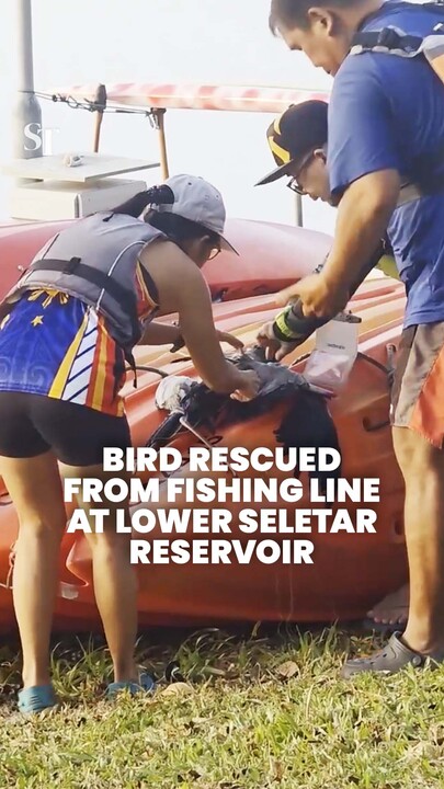Migratory bird rescued from fishing line at Lower Seletar Reservoir