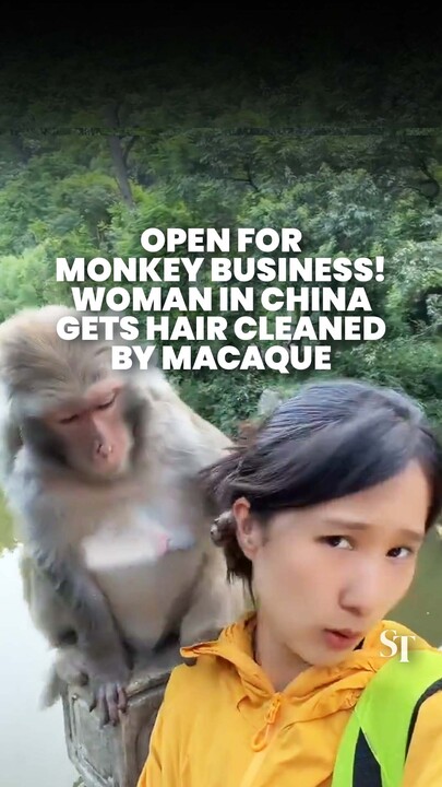 Monkey cleans up woman’s hair in China