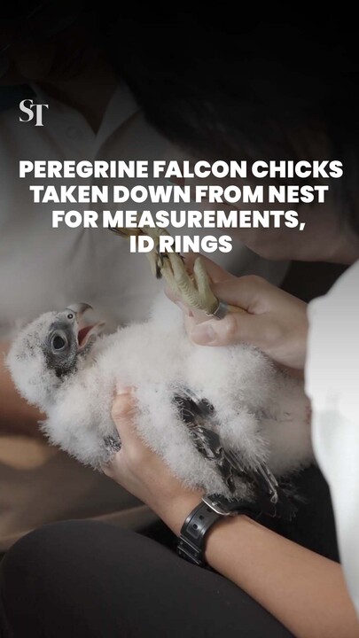 OCBC building peregrine falcon chicks ringed for identification