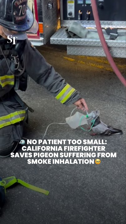California firefighter gives oxygen to pigeon suffering from smoke inhalation