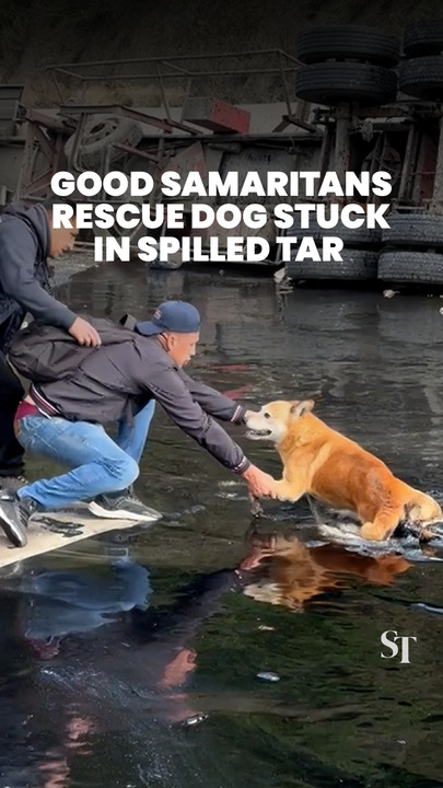 Dog stuck in tar rescued by good samaritans