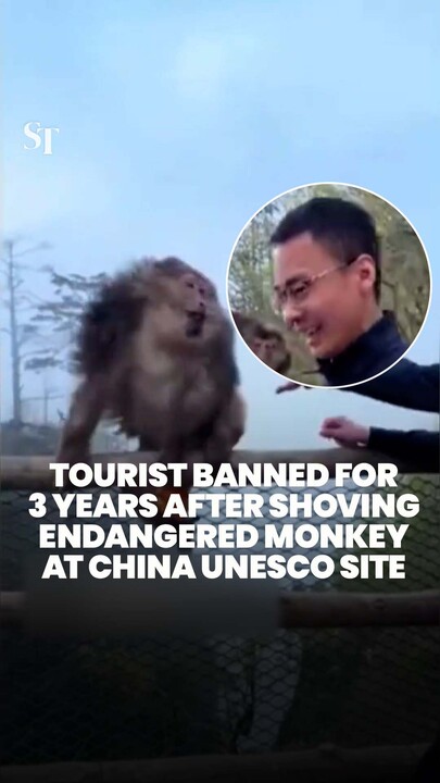 Tourist banned for 3 years after shoving endangered monkey at China UNESCO site