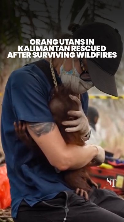 Critically endangered orang utans rescued from Kalimantan wildfires