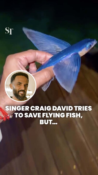 Craig David’s attempt to save flying fish goes horribly awry